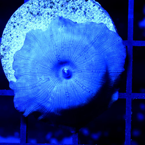 *CORAL* Blue Disco Mushroom *CORAL* Blue Disco Mushroom