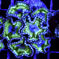 Green Planet Grandis Palythoa