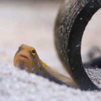 Blue Spotted Jawfish