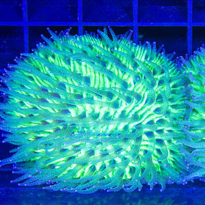 https://cdn.shoplightspeed.com/shops/627036/files/43704057/300x300x1/coral-neon-green-fungia-plate-s.jpg