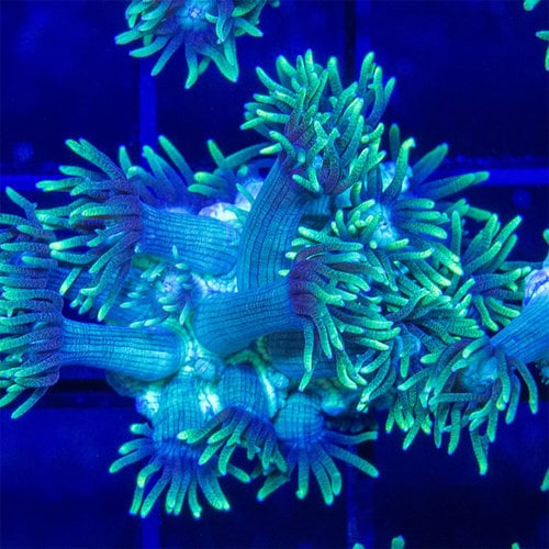 *CORAL* Green Goniopora S