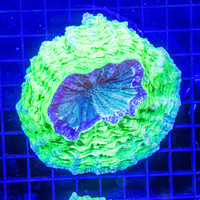 Brilliant Green Donut WYSIWYG