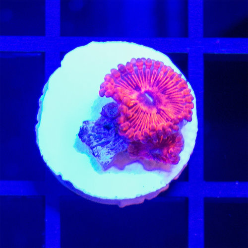 *CORAL* Red Planet Zoanthid *CORAL* Red Planet Zoanthid