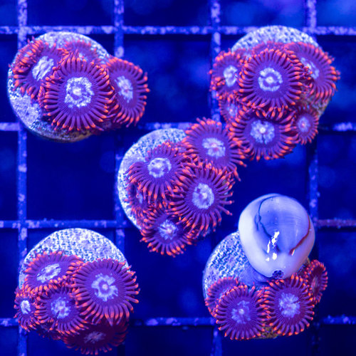 *CORAL* Superman Palythoa *CORAL* Superman Palythoa