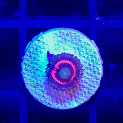 *CORAL* Everlasting Gobstopper Zoanthid *CORAL* Everlasting Gobstopper Zoanthid