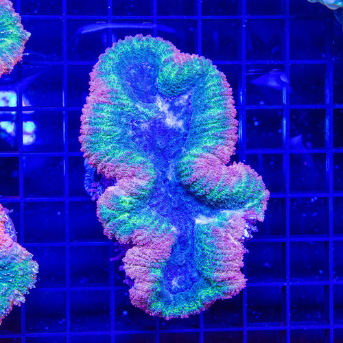 *CORAL WYSIWYG* Pink & Blue Symphyllia M *CORAL WYSIWYG* Pink & Blue Symphyllia M