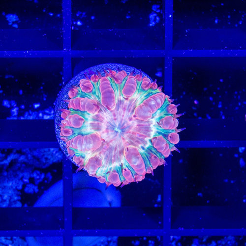 *CORAL* Rainbow Blastomussa S