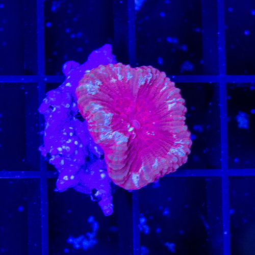 *CORAL* Dark Red Blastomussa S *CORAL* Dark Red Blastomussa S