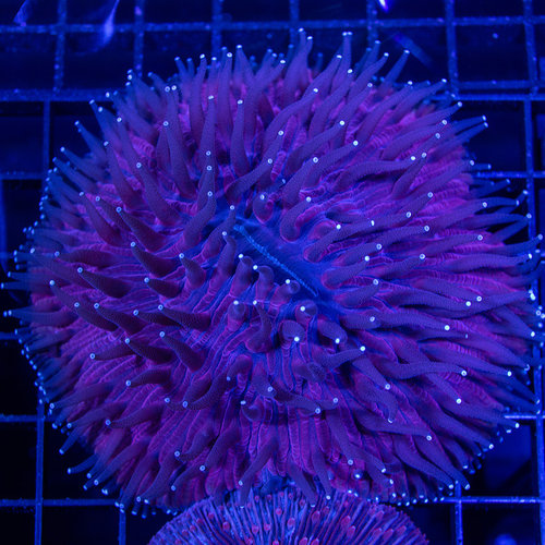 *CORAL WYSIWYG* Ultra Red Fungia Plate WYSIWYG *CORAL WYSIWYG* Ultra Red Fungia Plate WYSIWYG