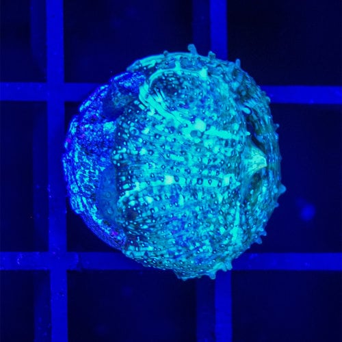 *CORAL* Lime Green Disco Mushroom *CORAL* Lime Green Disco Mushroom