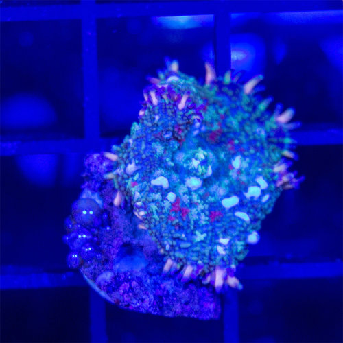 *CORAL* Radioactive Bounce Mushroom *CORAL* Radioactive Bounce Mushroom