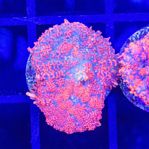 *CORAL* Umbrella Rhodactis Mushroom *CORAL* Umbrella Rhodactis Mushroom