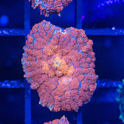 *CORAL* Pumpkin Rhodactis Mushroom *CORAL* Pumpkin Rhodactis Mushroom