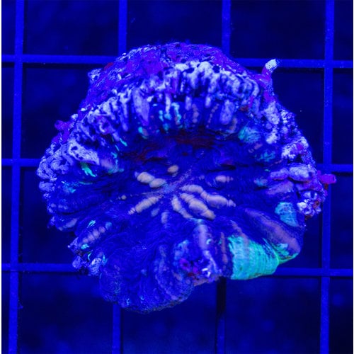 *CORAL* Mystery Goniastrea S *CORAL* Mystery Goniastrea S