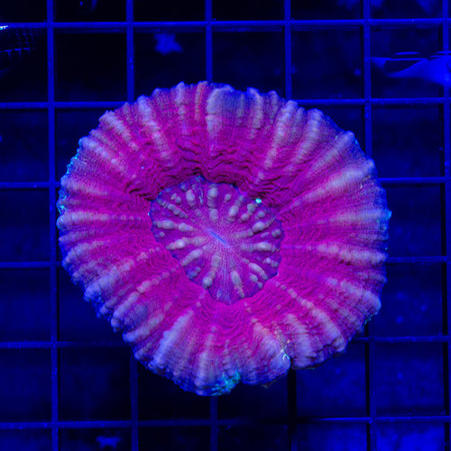 *CORAL WYSIWYG* Deep Purple Scolymia WYSIWYG *CORAL WYSIWYG* Deep Purple Scolymia WYSIWYG