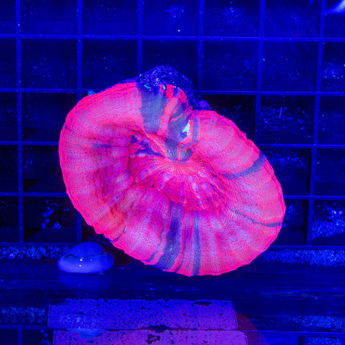 *CORAL WYSIWYG* Bright Red Scolymia WYSIWYG *CORAL WYSIWYG* Bright Red Scolymia WYSIWYG
