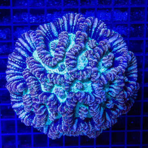 *CORAL WYSIWYG* Ultra Symphyllia Wilsoni A WYSIWYG