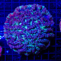 Ultra Symphyllia Wilsoni B WYSIWYG