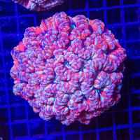 Radiant Symphyllia Wilsoni B WYSIWYG