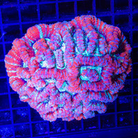 Radiant Symphyllia Wilsoni A WYSIWYG