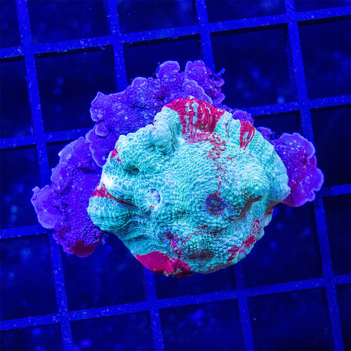 *CORAL* Tie Dye Chalice S *CORAL* Tie Dye Chalice S
