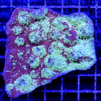 Unicorn Poop Chalice WYSIWYG