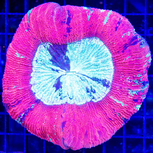 *CORAL WYSIWYG* Blood Red Trachyphyllia Open Brain WYSIWYG *CORAL WYSIWYG* Blood Red Trachyphyllia Open Brain WYSIWYG