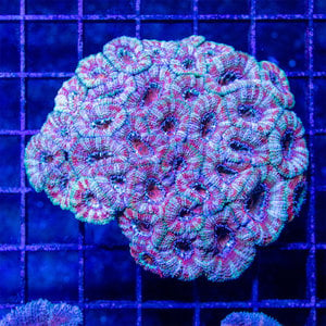 *CORAL WYSIWYG* Kaleidoscope Acan Colony WYSIWYG