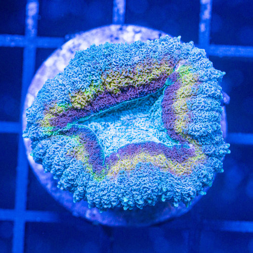 *CORAL* Dark Matter Symphyllia *CORAL* Dark Matter Symphyllia