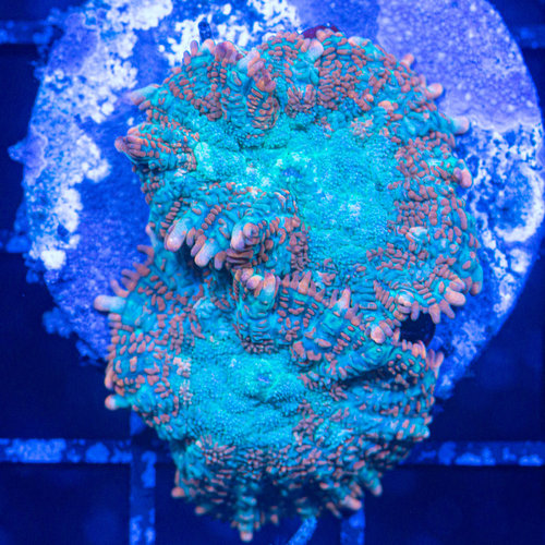 *CORAL* Fringe Rhodactis Mushroom *CORAL* Fringe Rhodactis Mushroom