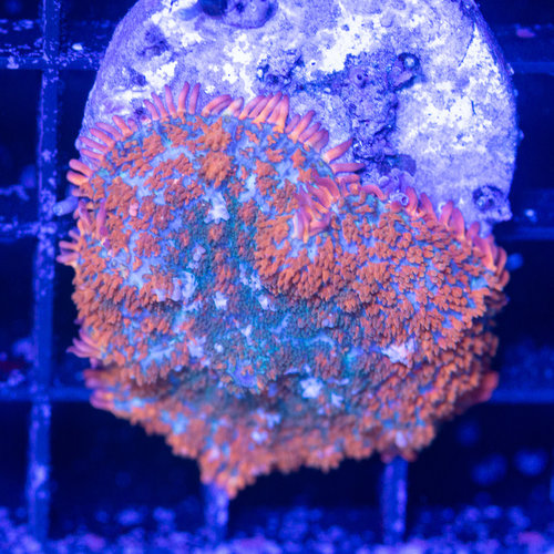 *CORAL* Ember Rhodactis Mushroom *CORAL* Ember Rhodactis Mushroom