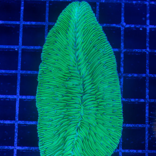 *CORAL* Neon Green Tongue Plate M