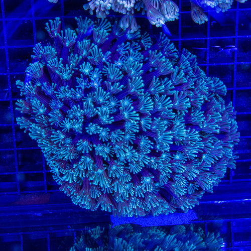 *CORAL WYSIWYG* Aqua Goniopora *CORAL WYSIWYG* Aqua Goniopora