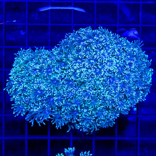 *CORAL WYSIWYG* Emerald Lake Goniopora *CORAL WYSIWYG* Emerald Lake Goniopora