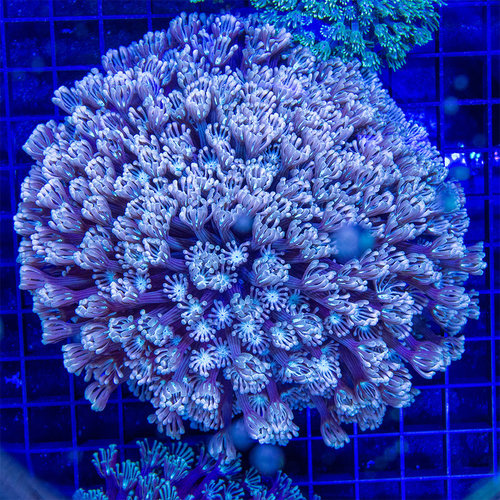 *CORAL WYSIWYG* Pretty Flowers Alveopora *CORAL WYSIWYG* Pretty Flowers Alveopora