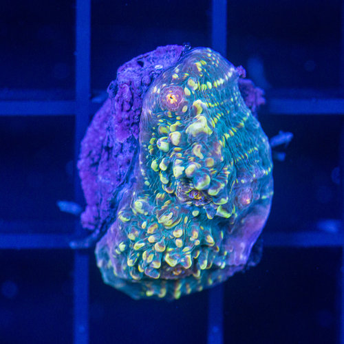 *CORAL* Yellow Eagle Eye Chalice S *CORAL* Yellow Eagle Eye Chalice S
