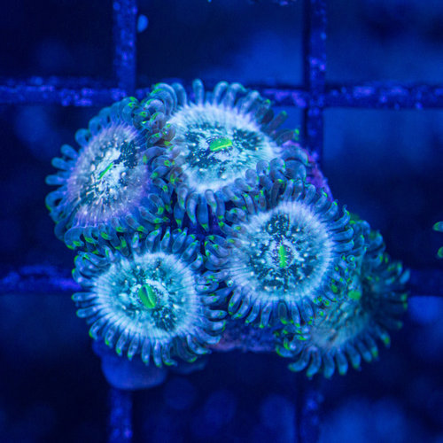 *CORAL* Space Odyssey Palythoa *CORAL* Space Odyssey Palythoa