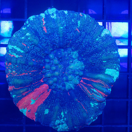 *CORAL WYSIWYG* Dark Matter Scolymia WYSIWYG *CORAL WYSIWYG* Dark Matter Scolymia WYSIWYG