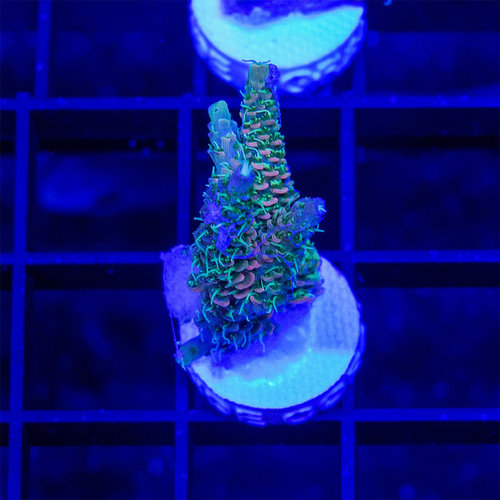 *CORAL* Hellfire Millepora S *CORAL* Hellfire Millepora S