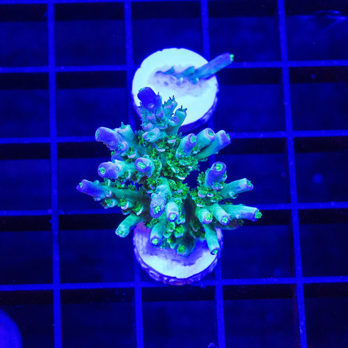 *CORAL* Jason Fox Homewrecker Acropora XS *CORAL* Jason Fox Homewrecker Acropora XS