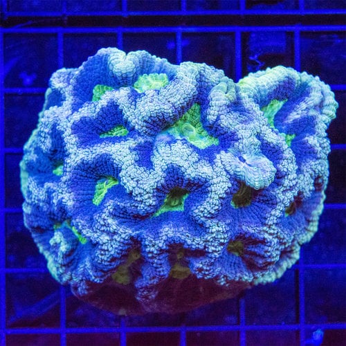 Smart Stir – Top Corals