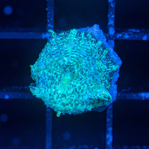 *CORAL* Lime Green Disco Mushroom *CORAL* Lime Green Disco Mushroom