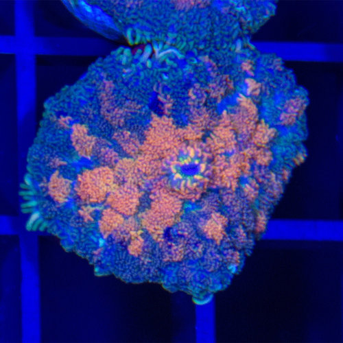 *CORAL* Orange Juice Rhodactis Mushroom *CORAL* Orange Juice Rhodactis Mushroom