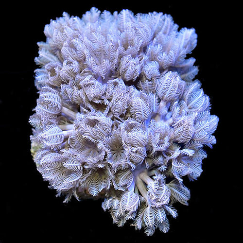 *CORAL* Pom Pom Xenia S *CORAL* Pom Pom Xenia S