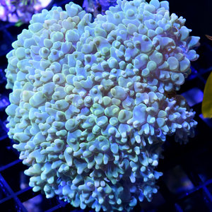 *CORAL* Green Pearl Bubble Coral M