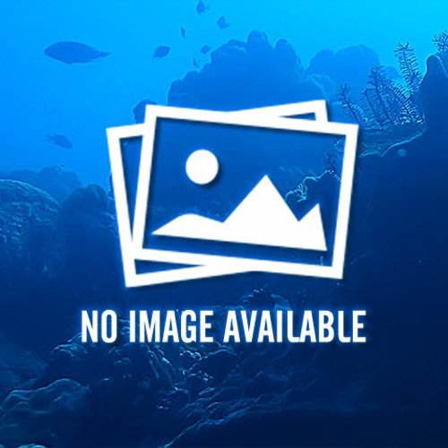 ■Sunshine Chromis ■Sunshine Chromis
