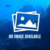 ■Dusky Fairy Wrasse