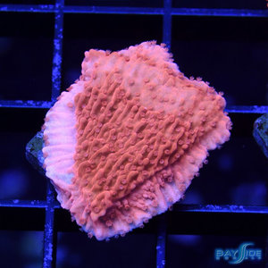 *CORAL* Red Montipora Cap S