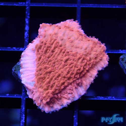 *CORAL* Red Montipora Cap S *CORAL* Red Montipora Cap S