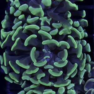 *CORAL* Nuclear Green Branching Hammer S